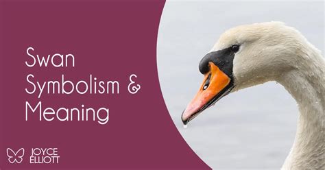 The Symbolic Significance of Swans in Literature and Mythology