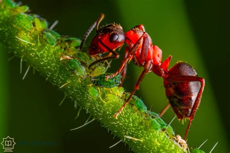 The Symbolic Significance of Tiny Crimson Ants in Dreams