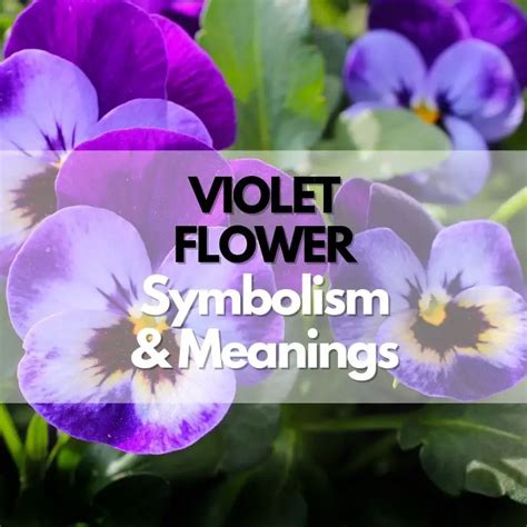 The Symbolic Significance of Violet Essence in Literature and Art