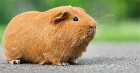 The Symbolic Significance of a Guinea Pig in Dreams