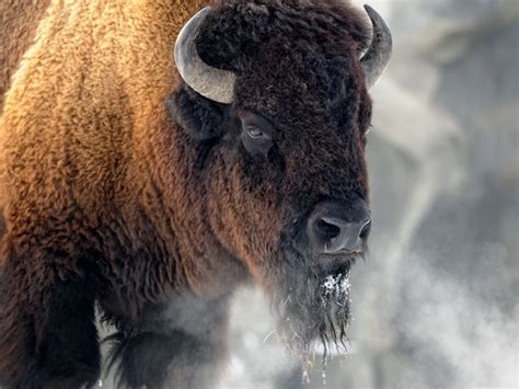 The Symbolic Significance of a Masculine Bison in Dreams