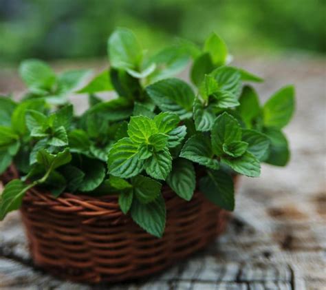 The Symbolic Significance of a Mint Plant in Dreams