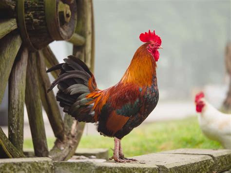 The Symbolic Significance of a Rooster's Morning Call