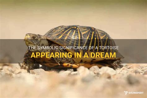 The Symbolic Significance of a Tortoise in Dreams