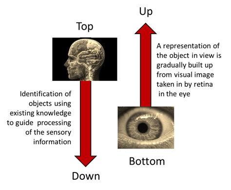 The Symbolic Significance of a Vision Involving Penetration of the Throat