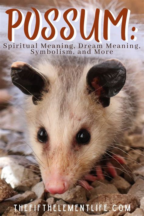 The Symbolic Significance of a Vision Involving a Possum Pursuing You