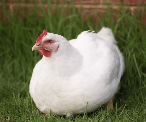 The Symbolic Significance of a White Hen in Dreams