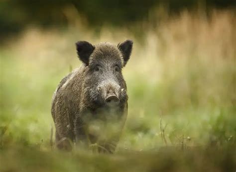 The Symbolic Significance of a Wild Boar Ambush in Dreams