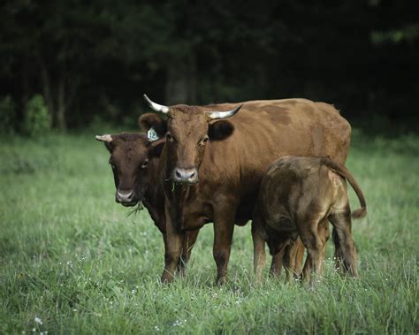 The Symbolic Significance of an Agile Juvenile Bovine in One's Dreams