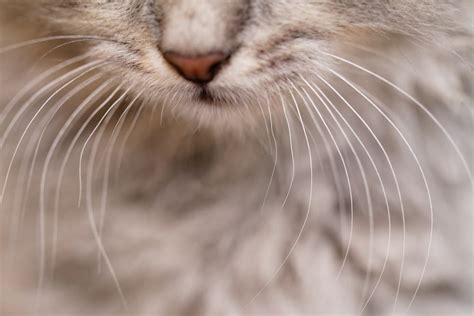 The Symbolic Significance of the Elderly Gentleman's Whiskers