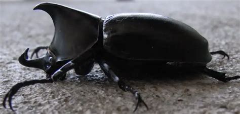 The Symbolic Significance of the Majestic Rhinoceros Beetle in Dreams