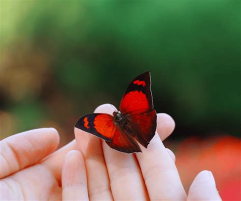 The Symbolic Significance of the Red Butterfly in Dreams: A Metaphor for Transformation and Rejuvenation