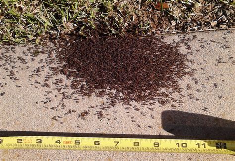 The Symbolism Behind Dreams of Swarming Ants