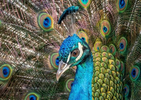 The Symbolism and Cultural Significance of Pavo cristatus