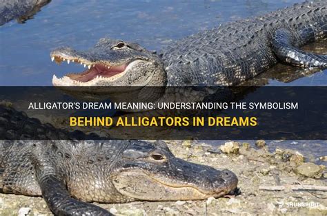 The Symbolism and Meaning of Witnessing Multiple Alligators in Dreams