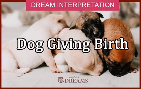 The Symbolism and Significance of Puppies in Pregnancy Dreams