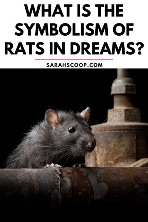 The Symbolism of Albino Rats in Dreams