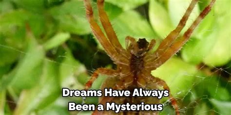 The Symbolism of Arachnid Maternity in Dreams