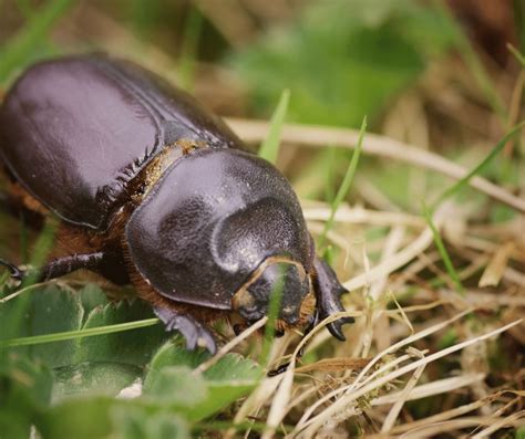 The Symbolism of Beetles in Various Cultures