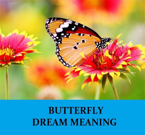 The Symbolism of Butterflies in Dreams: A Fascinating Exploration