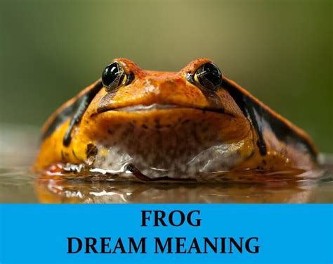 The Symbolism of Dreams: Exploring Multiple Frogs