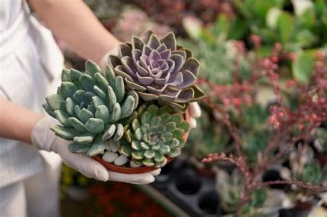 The Symbolism of Succulent Dreams: What Does it Portend?