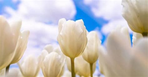 The Symbolism of White: Significance and Meaning of a White Wedding Gown