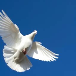 The Symbolism of White Doves in Various Cultures