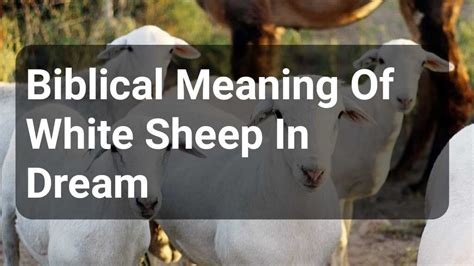 The Symbolism of White Sheep in Dreams