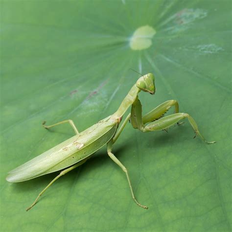 The Symbolism of a Praying Mantis Biting: Analysis from a Spiritual Perspective