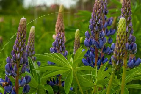 The Symbolism of the Ethereal Lupine in Various Cultures