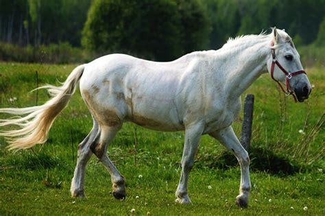 The Symbolism of the White Horse: Representing Purity and Innocence