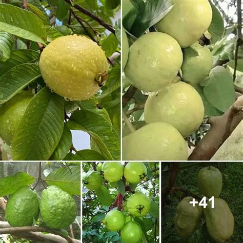 The Tempting Appeal of Guava: An Enchanting Journey for the Palate