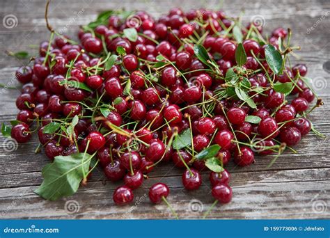 The Tempting Fragrance and Rich Taste of Freshly Harvested Cherries