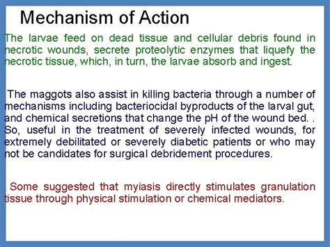 The Terrifying Reality of Myiasis: When Larvae Invade Living Tissue