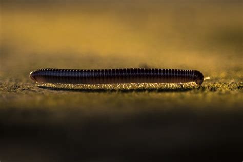 The Therapeutic Benefits Linked with Millipedes in the Context of Symbolism