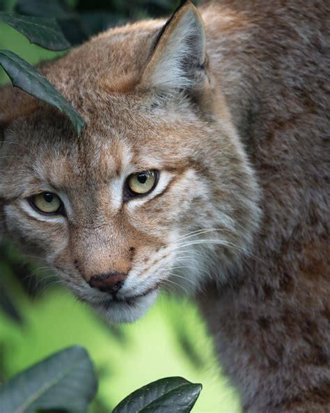 The Thrill of the Chase: Tracking Bobcats in the Wilderness