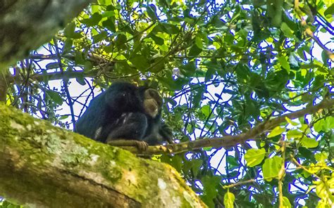 The Thrill of the Chase: Tracking and Observing Primates in Their Natural Environment