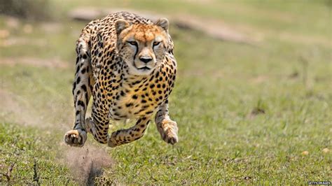 The Thrilling Race: Strategies to Outpace a Cheetah