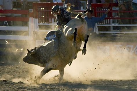 The Thrilling World of Bull Riding