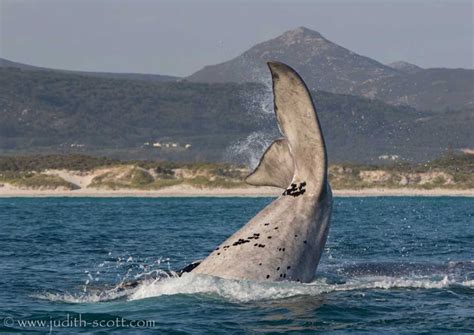 The Timeless Appeal: Why the Subaquatic Delight of Earth's Gentle Giants Continues to Enchant