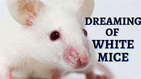 The Timeless Significance of Mice in Dreaming