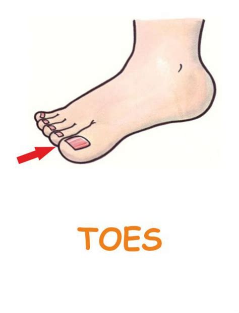 The Toe: A Body Part with Hidden Meanings