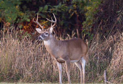 The Top Firearms for Pursuing White-tailed Game