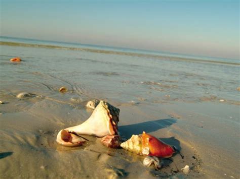 The Top Seashell Hunting Destinations around the Globe