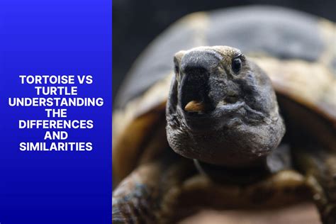 The Tortoise and the Turtle: Understanding the Difference