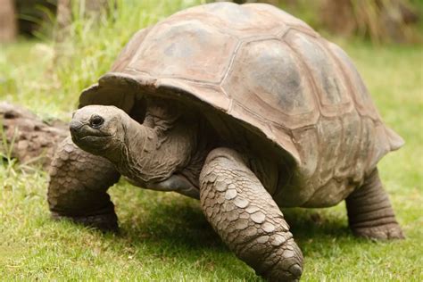 The Tortoise as an Empowering Spiritual Mentor: Exploring Inner Enlightenment