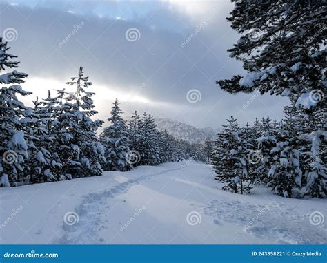 The Tranquility of Snow-covered Landscapes