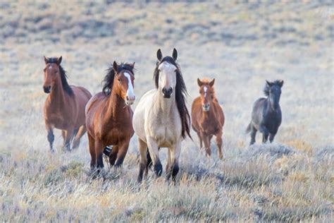 The Transcendental Essence of the Mustang Equines