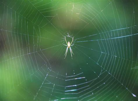 The Transformational Journey: Spider Symbolism in Spiritual and Personal Growth